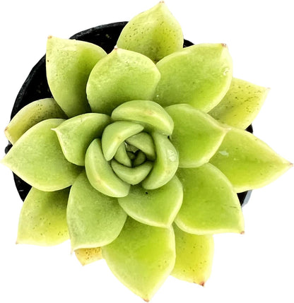 Sprout N Green Echeveria 'Gilva', Live Succulent Plant Fully Rooted in 2" Pots with Soil Mix, Real