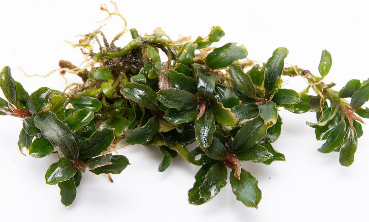 SubstrateSource Bucephalandra Catherinae Mini Live Aquarium Plant - Natural Freshwater Fish Tank