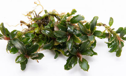 SubstrateSource Bucephalandra Catherinae Mini Live Aquarium Plant - Natural Freshwater Fish Tank