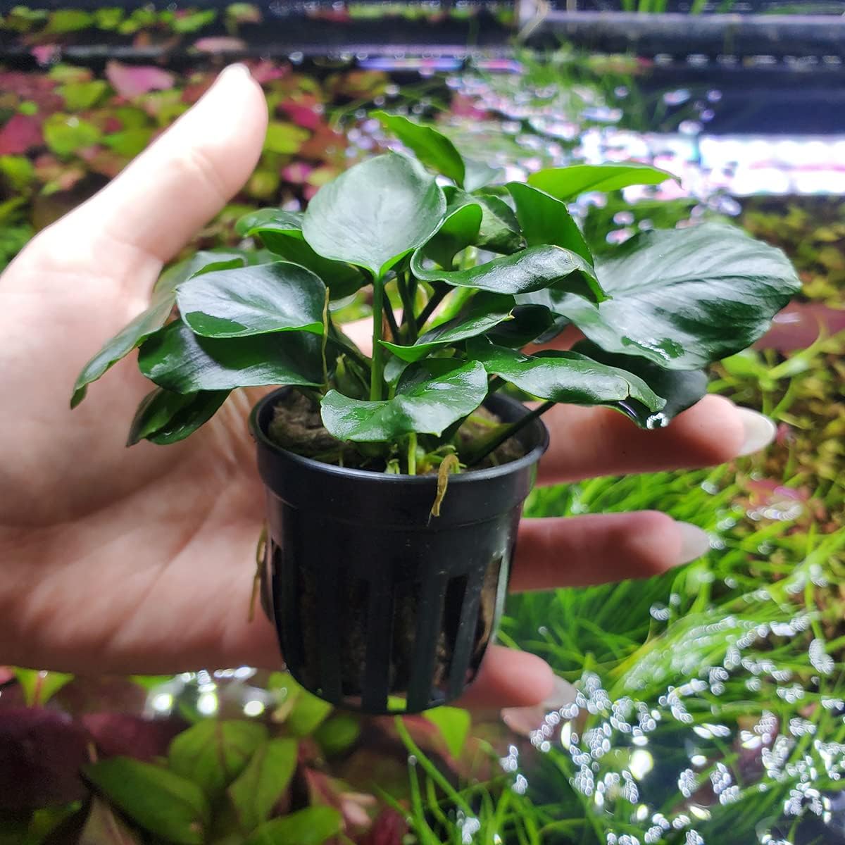 SubstrateSource Anubias Live Aquarium Plants - Potted Freshwater Plant for Fish Tanks, Terrariums