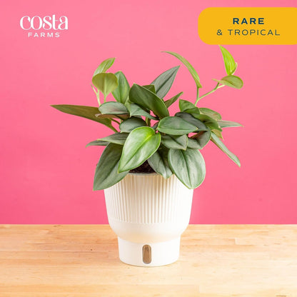 Costa Farms Sterling Silver Scindapsus Live Plant in Self Watering Pot, Indoor Houseplant, Perfect