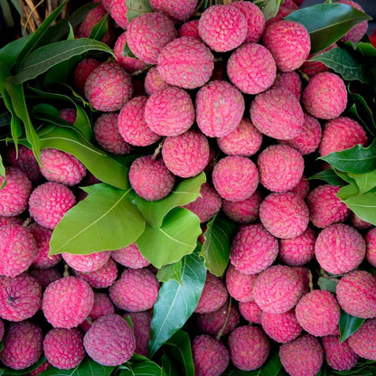 Lychee Tree Live Plant, 3 Gallon Pot, Grafted Lychee Tree, 3-4 Ft Tall Tropical Sweet Litchi Fruits