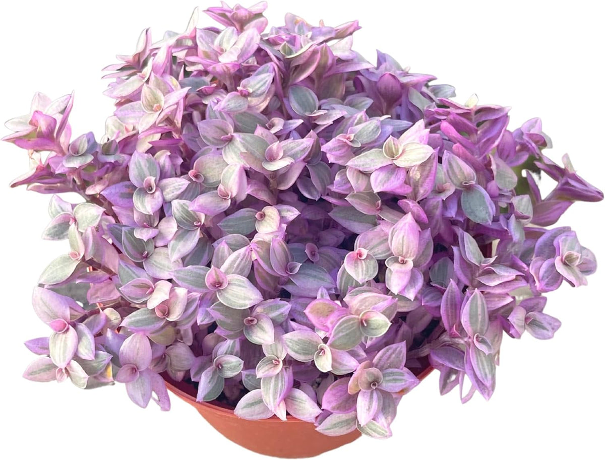 Live Succulent 4" Callisia Repens Pink Lady Turtle Vine, Succulents Plants Live Fully Rooted House