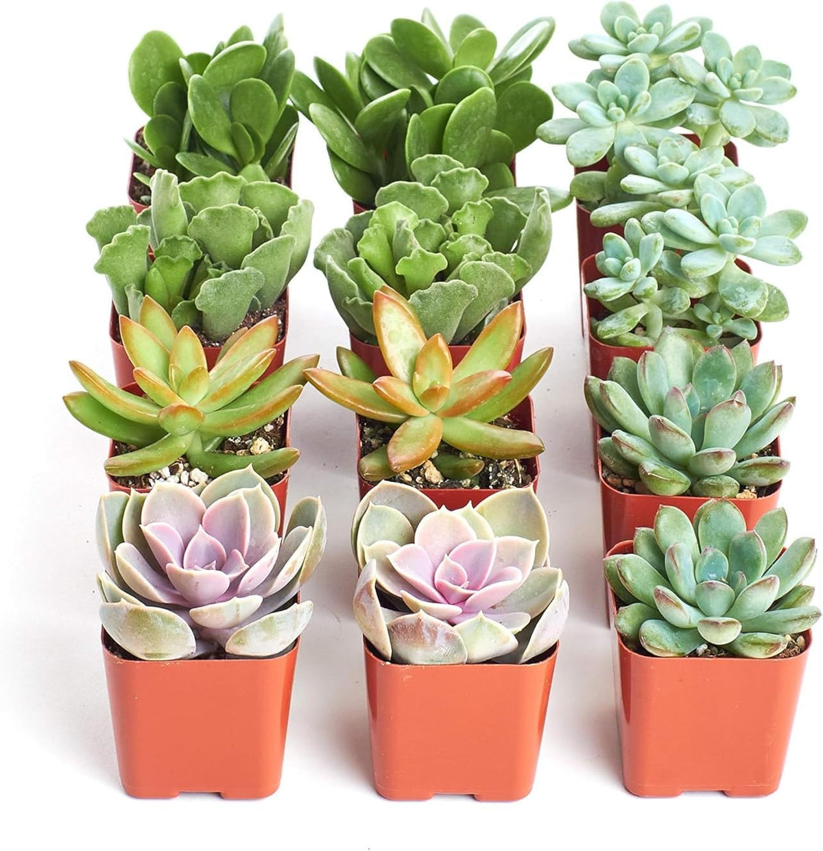Shop Succulents Assorted Succulent Plant Pack Collection - Live Mini Succulent Plants, Low