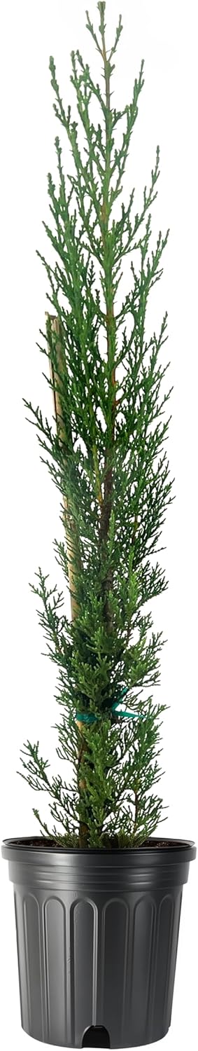Italian Cypress | 2 Large Gallon Size Trees | Cupressus sempervirens | Narrow Evergreen Plants |