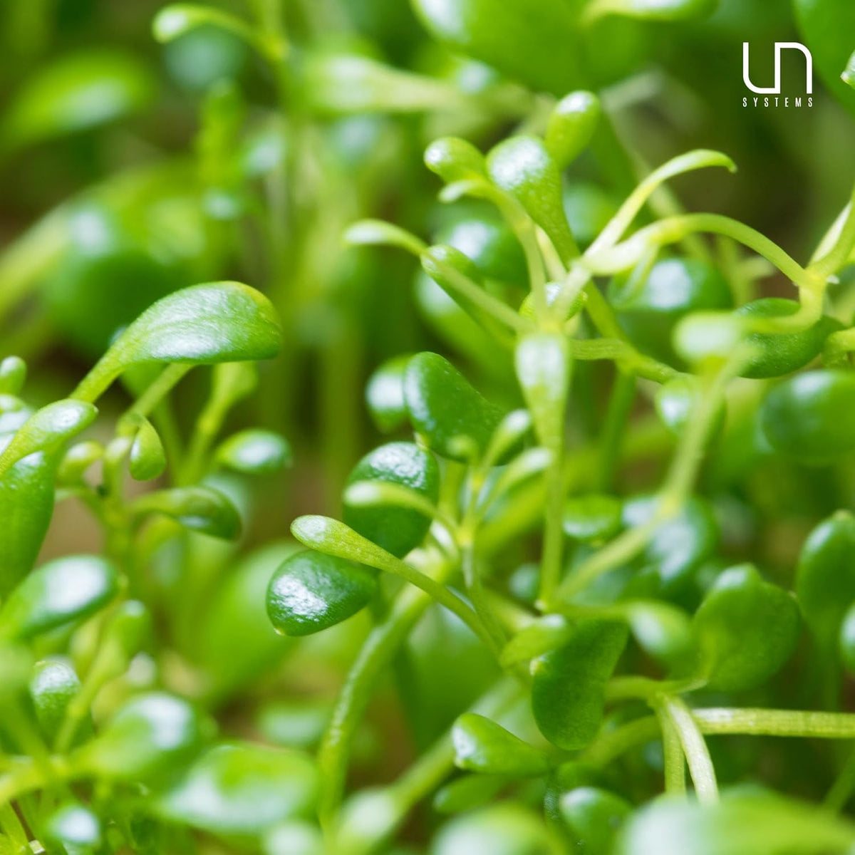 Ultum Nature Systems Glossostigma Elatinoides Tissue Culture Live Plant for Aquarium, Aquascape