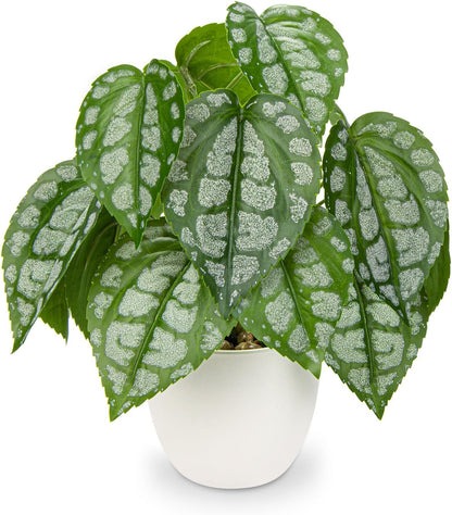 Fake Plants Small Faux Potted Plant 9.8 Inches Fake Piper Sylvaticum with Pot Artificial Plants