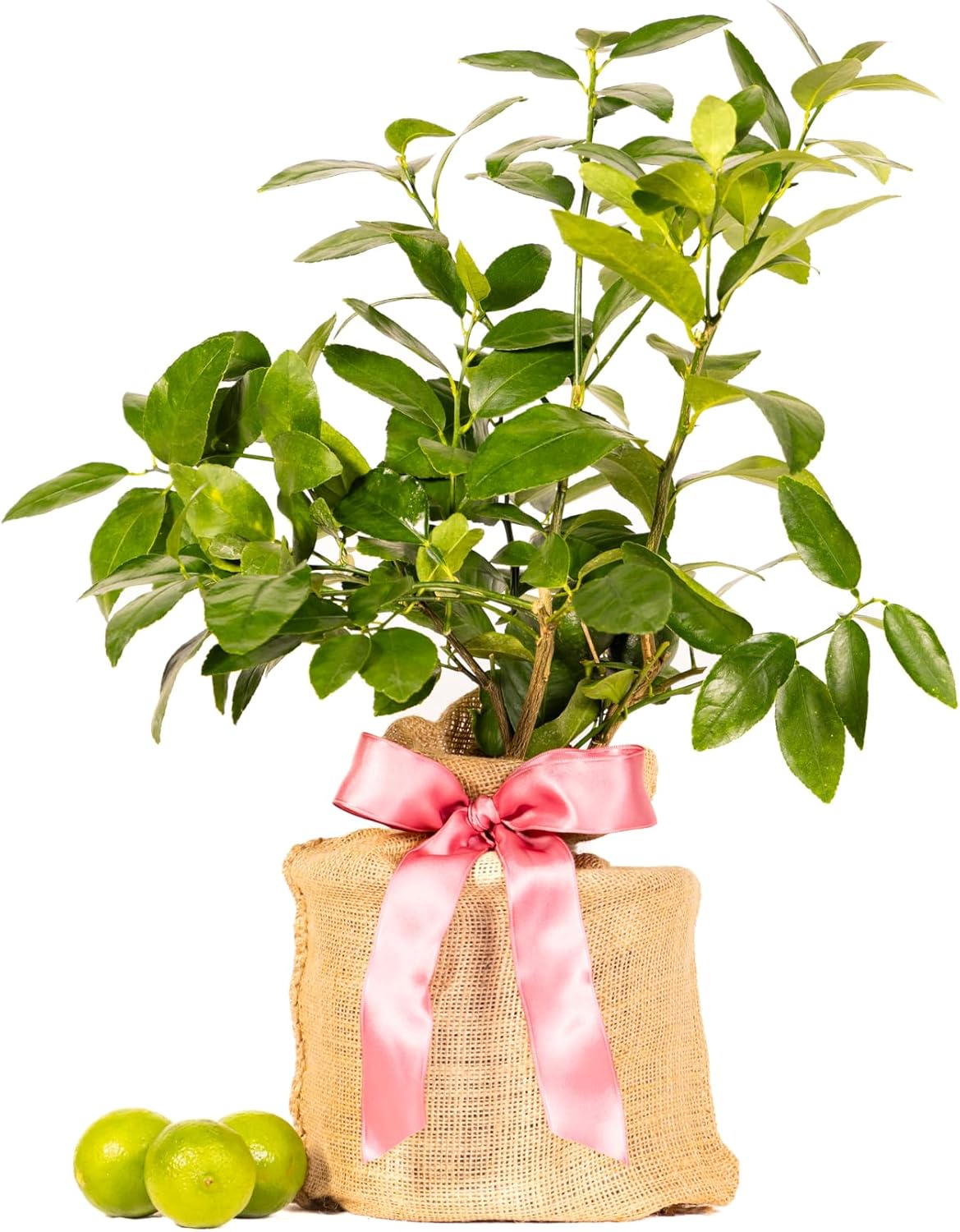 Mother's Day Live Persian Lime Tree Gift, Lasting Mother's Day Gift, Lime Tree, Easy to Grow