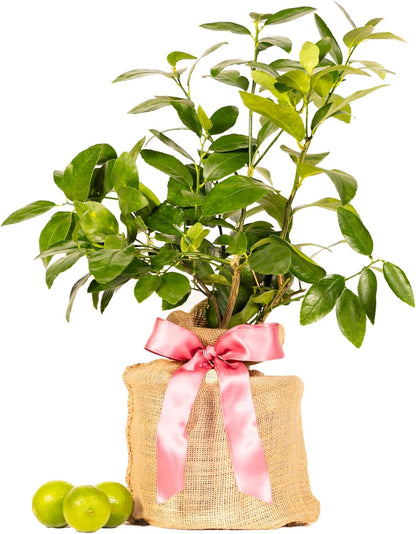 Mother's Day Live Persian Lime Tree Gift, Lasting Mother's Day Gift, Lime Tree, Easy to Grow