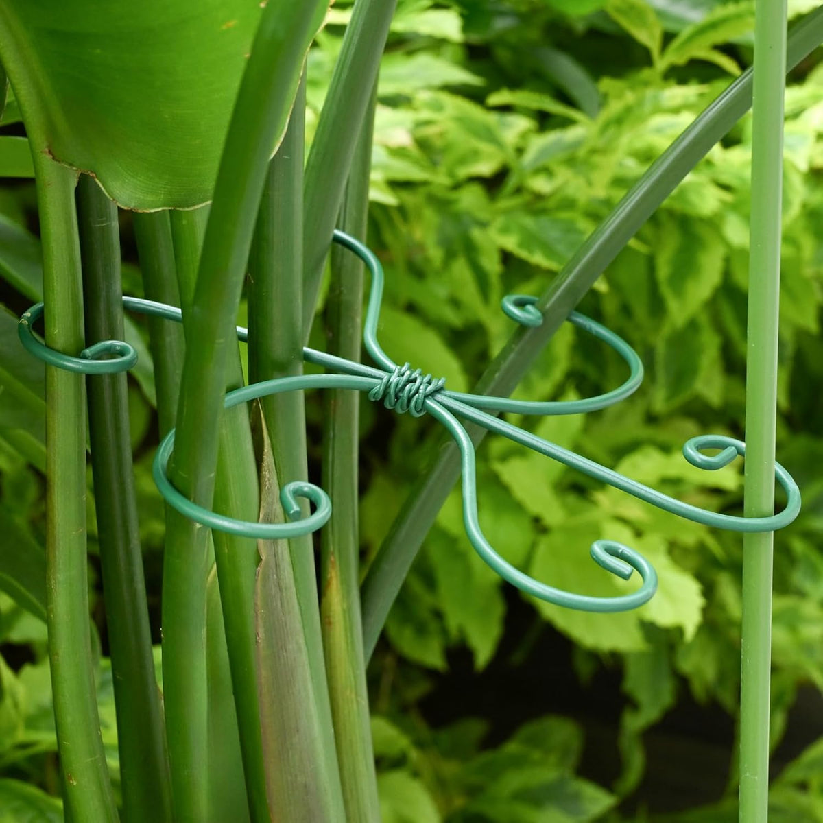 Monstera Plant Stem Support - 5 Pack 6.5"x6.5" Green Metal Stem Stabilizers, Adjustable Ring Clamps