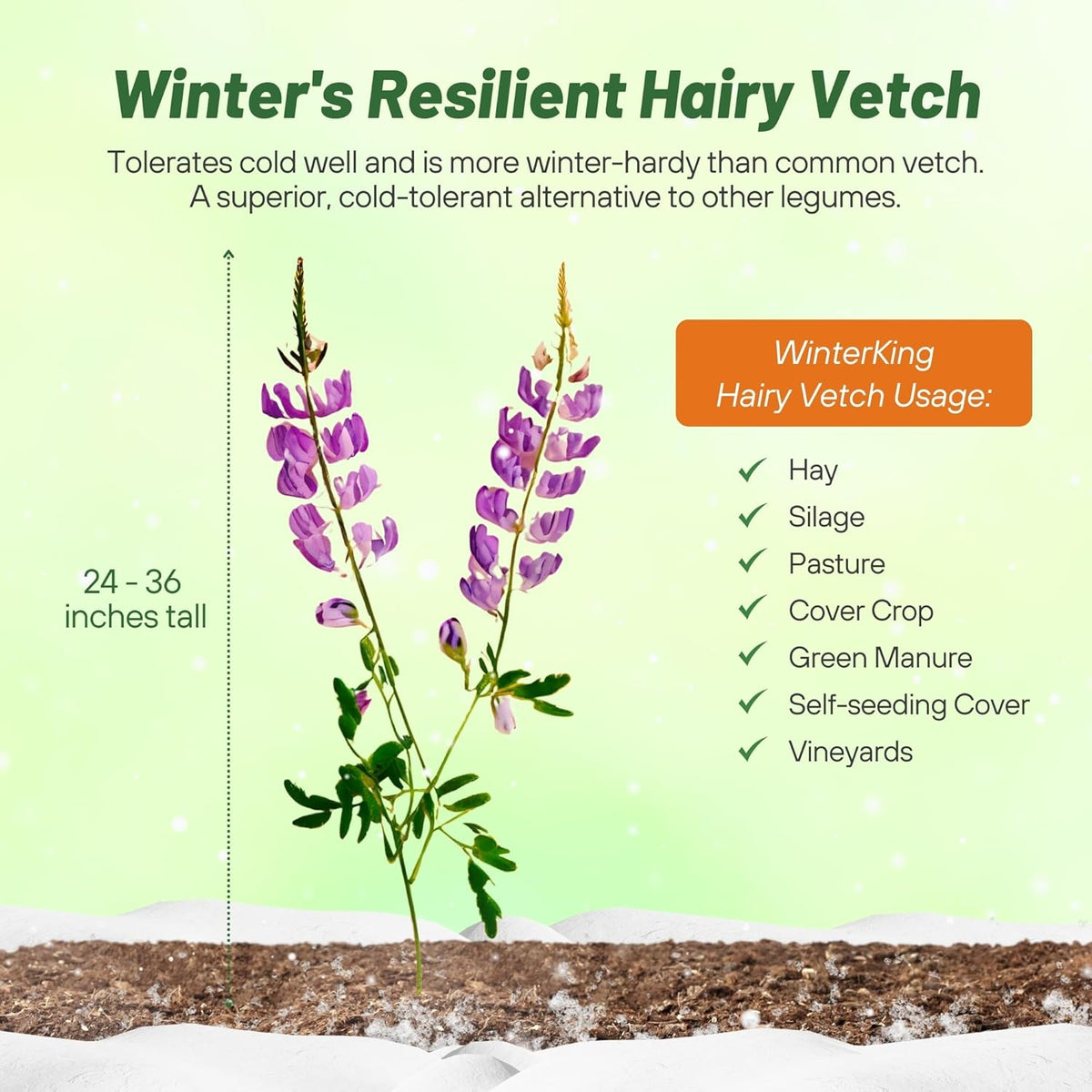Outsidepride Hairy Vetch Cover Crop Seeds - 1 Lb Cold Tolerant, Winter Hardy - Ideal for Soil