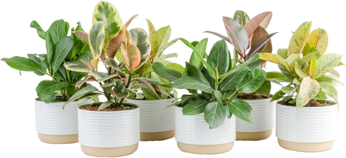 Costa Farms Ficus Live Plants (Pack of 6), Easy to Grow Live Indoor Houseplants, Grower's Choice