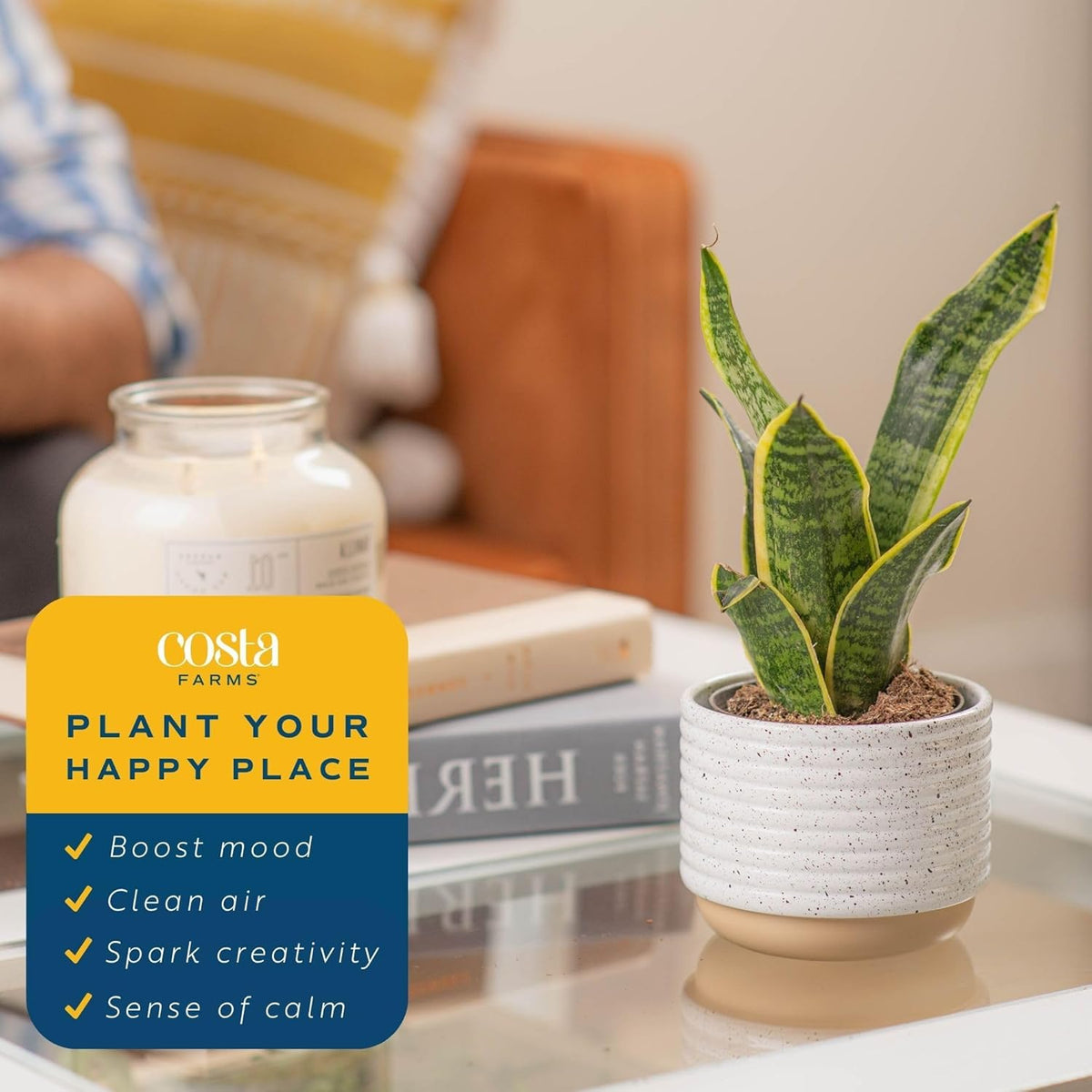 Costa Farms Snake Plant (4-Pack), Spring Decor, Giftable Plant Item, Live Indoor and Outdoor