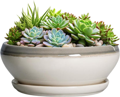 SQOWL Large Succulent Planters - 12 Inch Ceramic Bonsai Pots with Drainage Hole and Saucer, Shallow