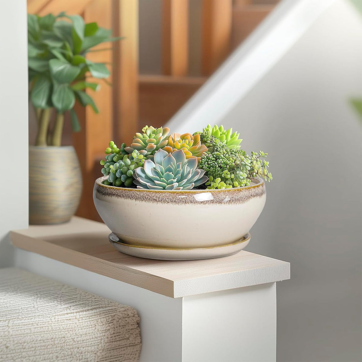 SQOWL Succulent Pots 8 Inch - Ceramic Bonsai Pots for Indoor Plants, Round Shallow Plant Pot with