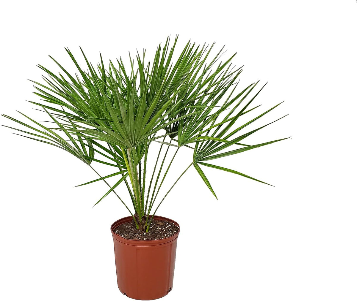 European Fan Palm - Tropical Plants of Florida - Live Palm Tree Plant - Overall Height 30" to 36"