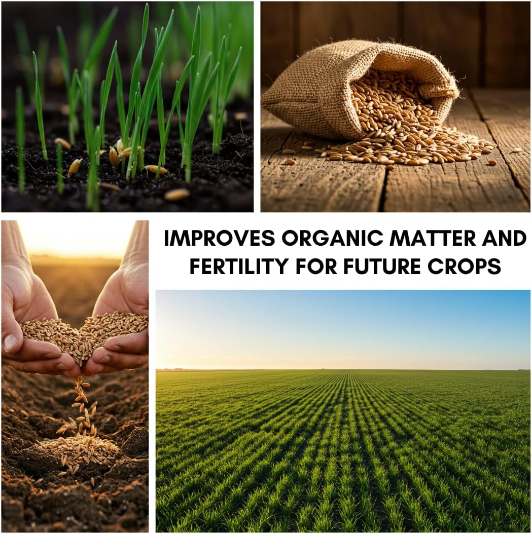 Perennial Ryegrass Seeds for Planting - Premium Quality Rye Grass Seed (10 Pounds)