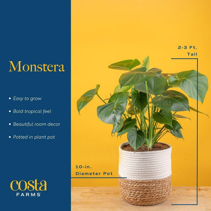 Costa Farms Monstera, Swiss Cheese Live Plant in Decorative Pot, Large Indoor Houseplant, Perfect