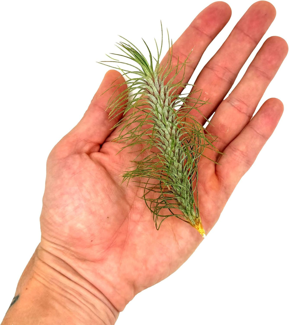 ragnaroc Air Plants - Colombian Tillandsia Funckiana, Large 5" - 2ct - Live Arrival Guaranteed
