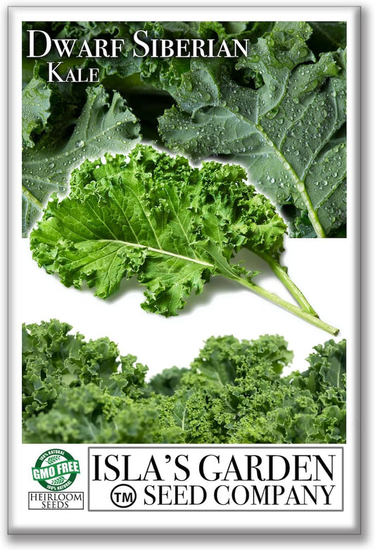 Dwarf Siberian Kale Seeds (Brassica oleracea) – 500+ Non-GMO & Heirloom Seeds for Planting