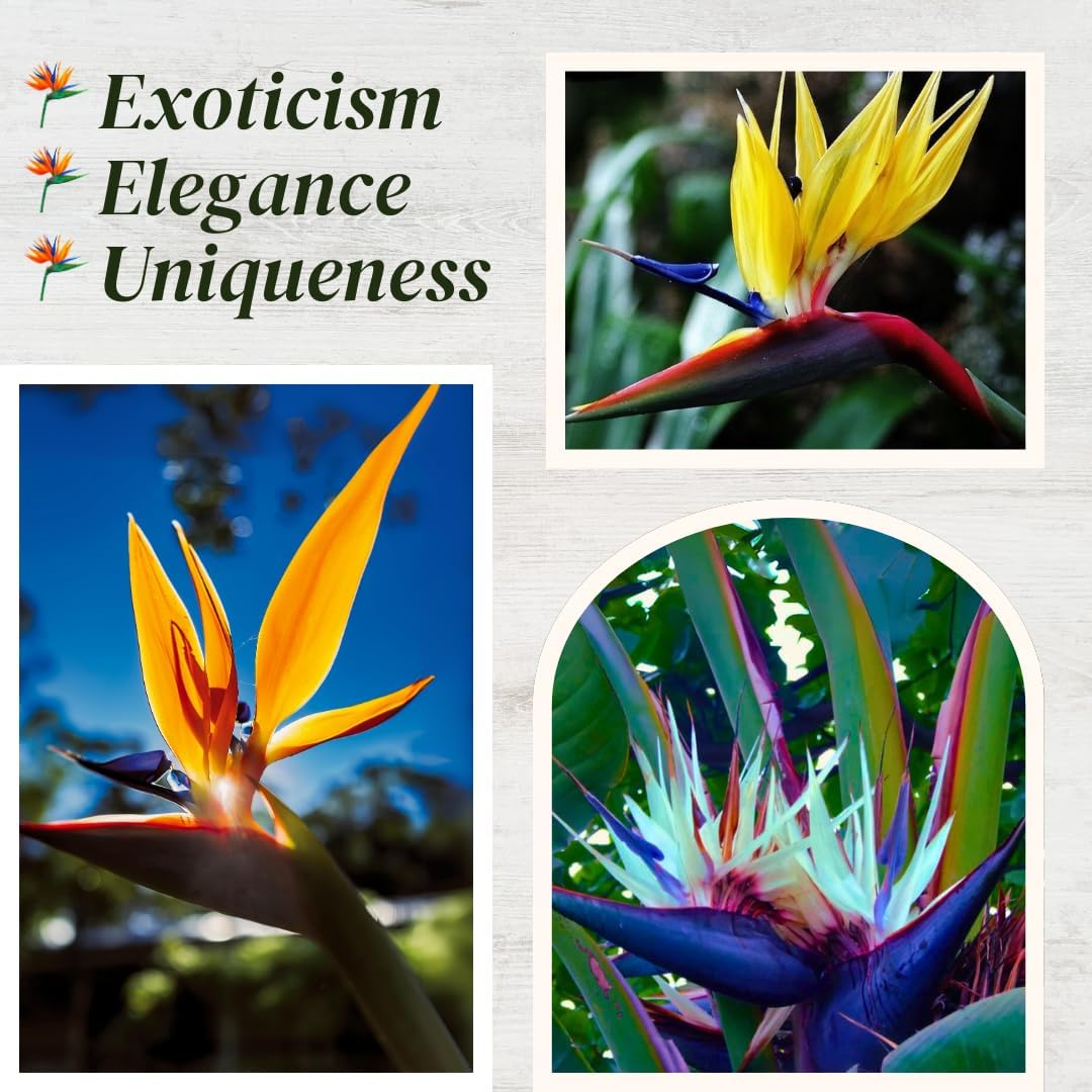 Bird of Paradise Plants Live (4-Pack), Strelitzia Plants with Perennial Orange (2) and White (2)
