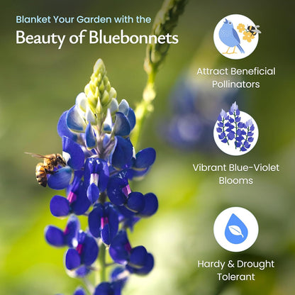Created By Nature Texas Bluebonnet Seeds, 750+ Wildflower Seeds, Texas State Flower