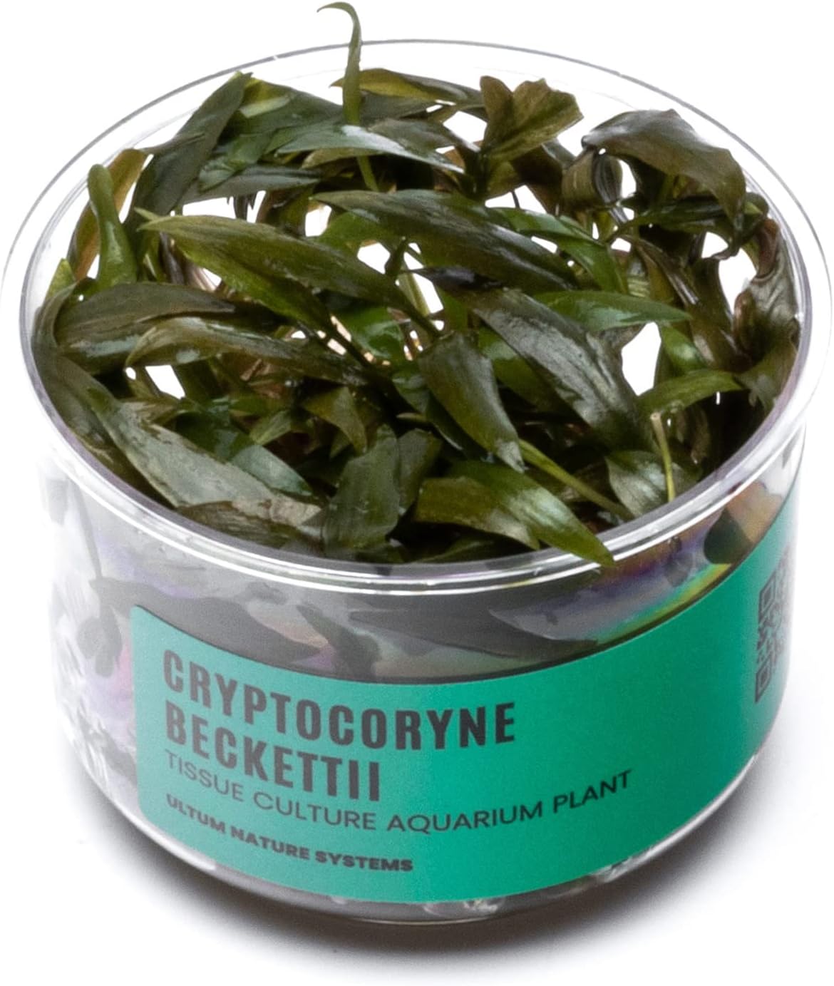 Ultum Nature Systems Cryptocoryne Beckettii Water Trumpet Tissue Culture Live Plant for Aquarium