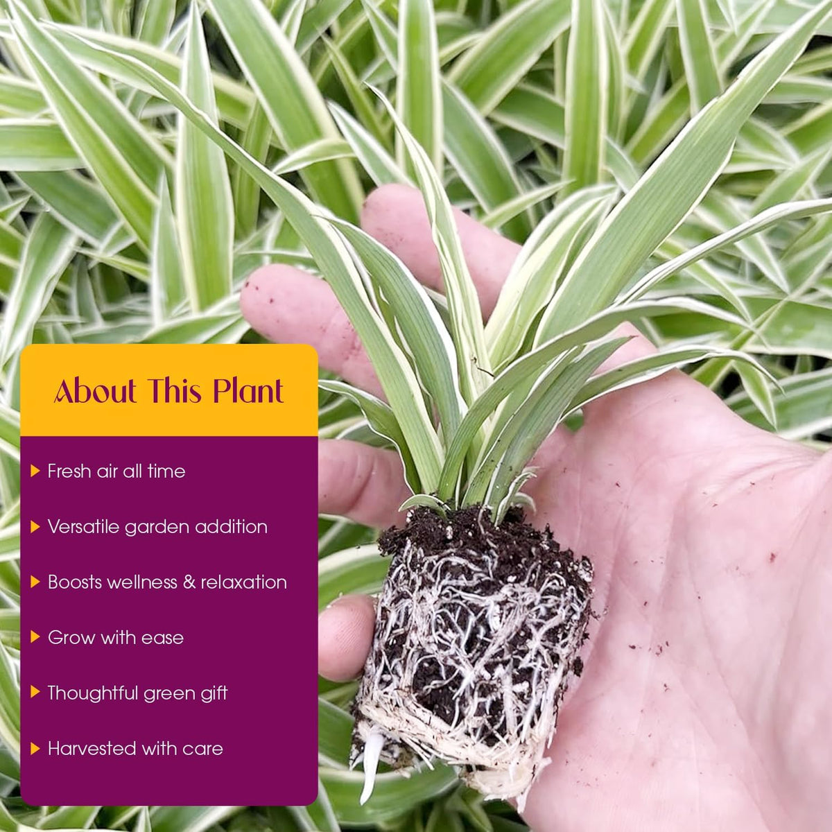Spider Plant Variety Pack - 4 Spider Plants Live House Plants - Ocean, Hawaiian, Green, Bonnie