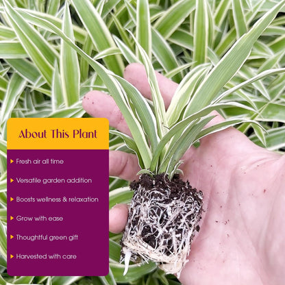 Spider Plant Variety Pack - 4 Spider Plants Live House Plants - Ocean, Hawaiian, Green, Bonnie