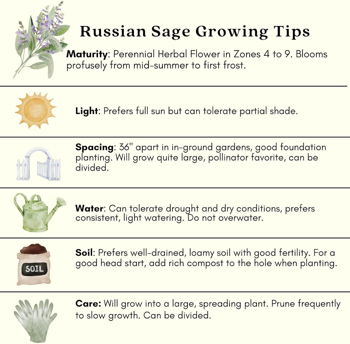 Clovers Garden Russian Sage Plants – Two (2) Live Plants – Non-GMO - Not Seeds - Each 4" to 8" Tall