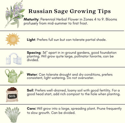 Clovers Garden Russian Sage Plants – Two (2) Live Plants – Non-GMO - Not Seeds - Each 4" to 8" Tall