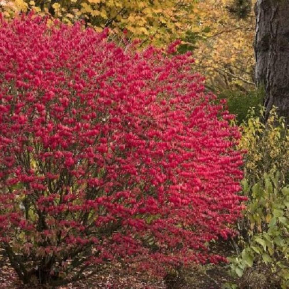 Burning Bush Shrub, Dwarf Burning Bush Live Plant in 4 Inch Pot, Red Shrub No Shipping to N.Y. CA