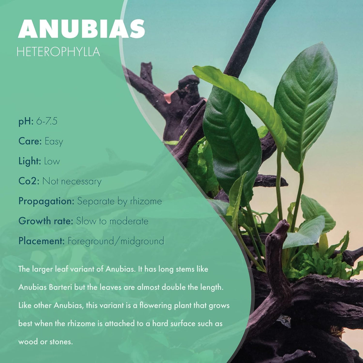 SubstrateSource Anubias Live Aquarium Plants - Potted Freshwater Plant for Fish Tanks, Terrariums