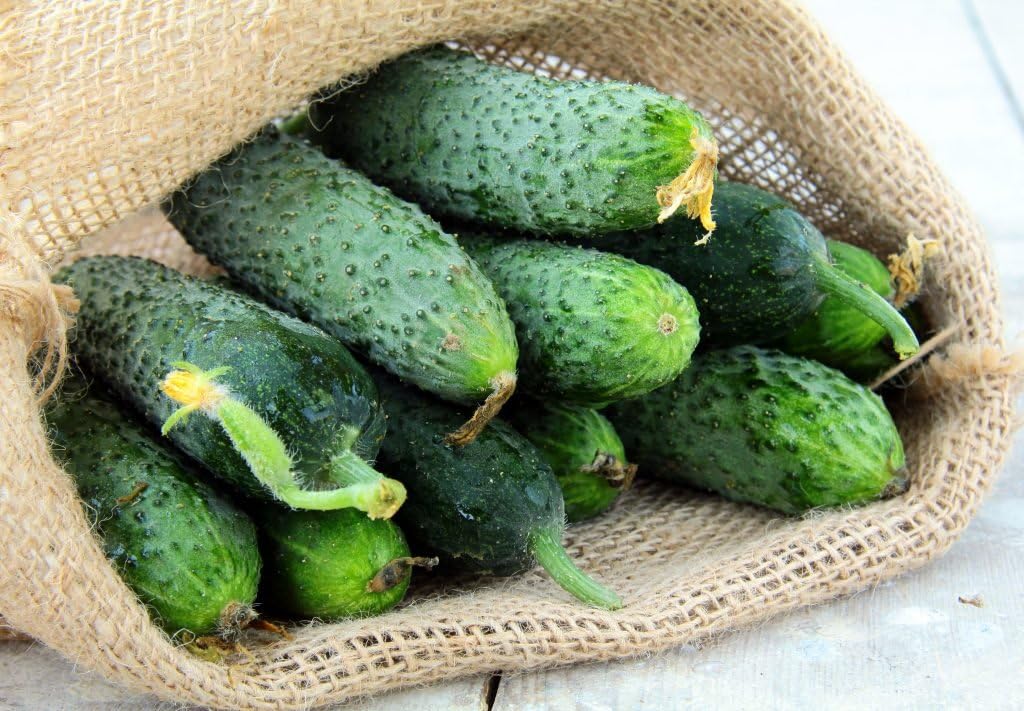 Seeds Rare Cucumber Titus F1 45 Days Early Pickling Vegetable for Planting Non GMO