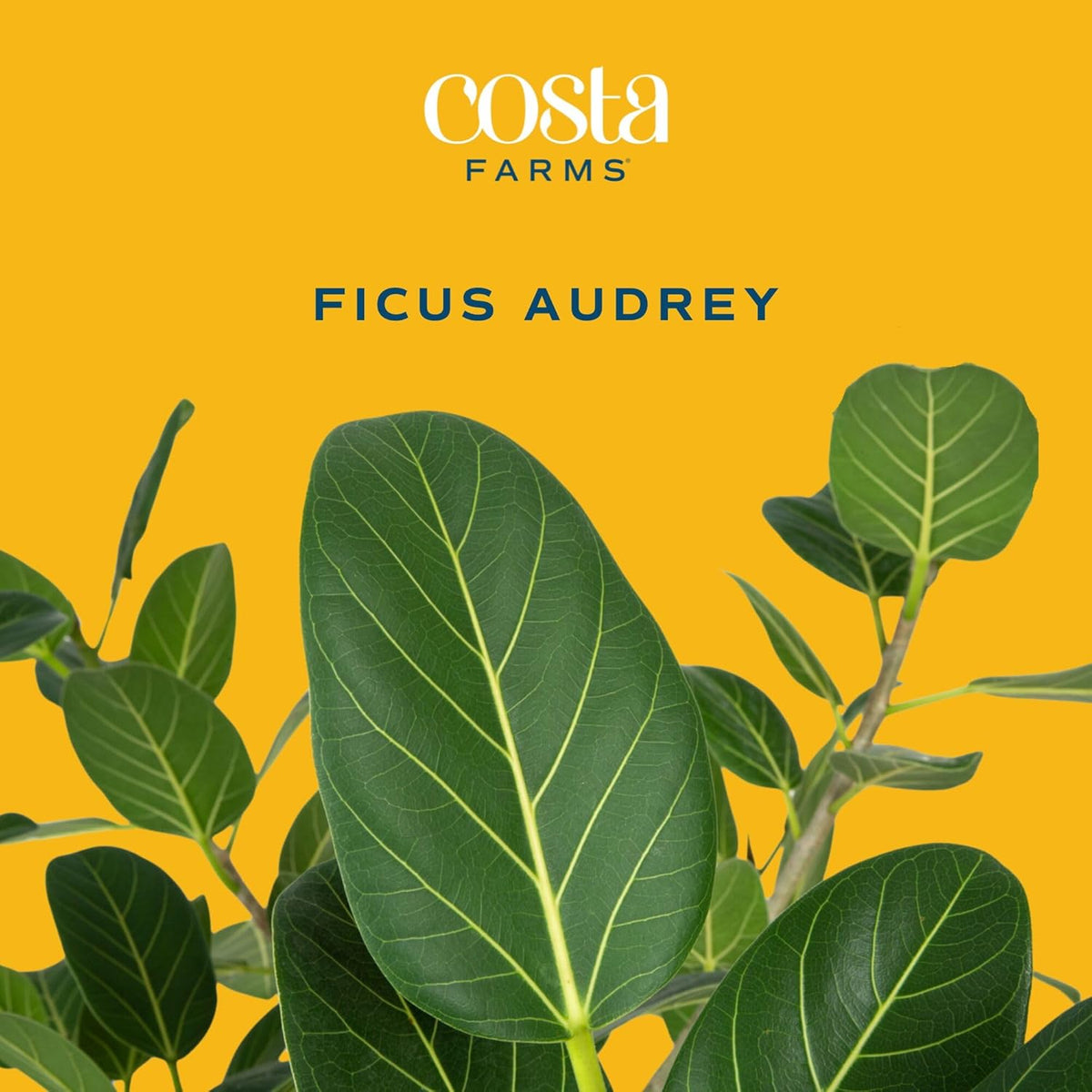 Costa Farms Ficus Audrey Tree Live Plants in Decorative Pot, Large Indoor Houseplant, Perfect for