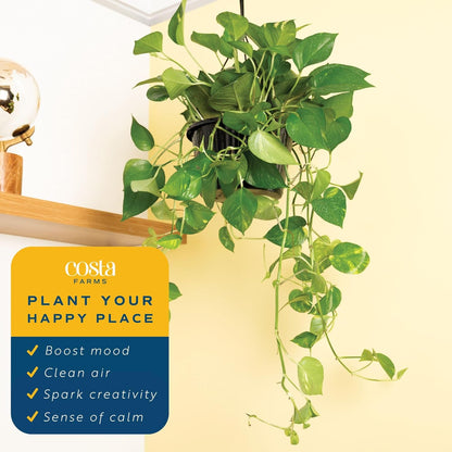 Costa Farms Golden Pothos Live Plant, Devil's Ivy in Hanging Basket Pot, Easy to Maintain, Large