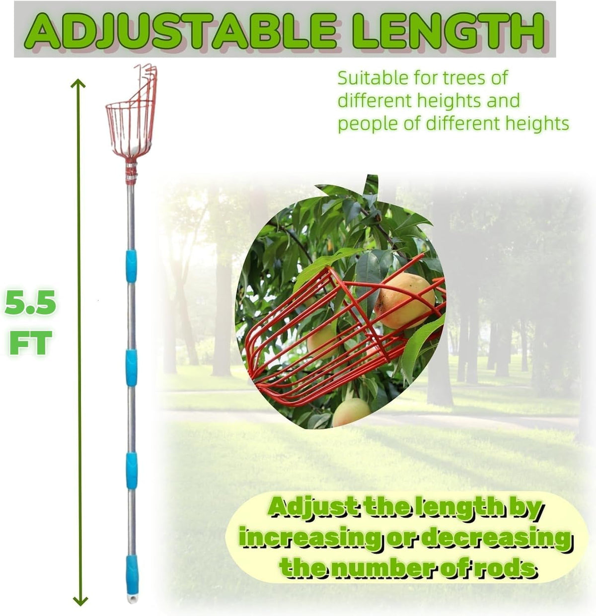 Adjustable Fruit Picker with Telescoping Handle and Basket, 5.5ft - Ideal for Apple, Orange