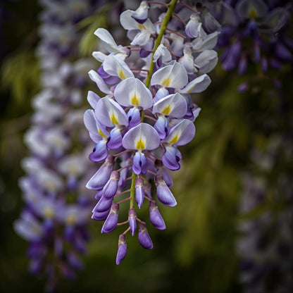 Wisteria Plant Grow Kit Indoor/Outdoor Starter Kit for Educational Growing | Great Gift Idea with