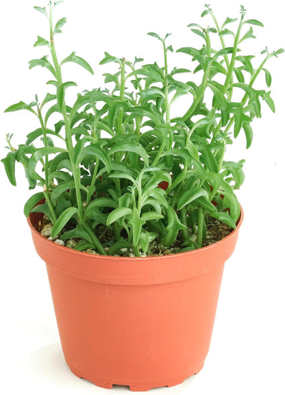 Shop Succulents String of Dolphins Hanging Succulent, Senecio Peregrinus, Fully Rooted Live 4"