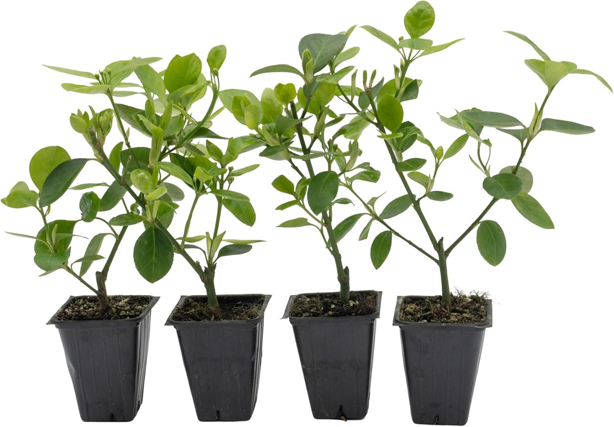 4 Manhattan Euonymus, Live Plants (Euonymus Kiautschovicus ‘Manhattan’) – Evergreen Shrub for