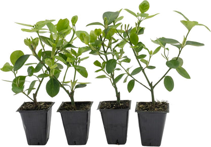 4 Manhattan Euonymus, Live Plants (Euonymus Kiautschovicus ‘Manhattan’) – Evergreen Shrub for