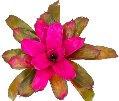 ragnaroc Live Plants – Bromeliad Neoregelia Tatiana, 8-12" in 6" Pot - 1ct - Live Arrival