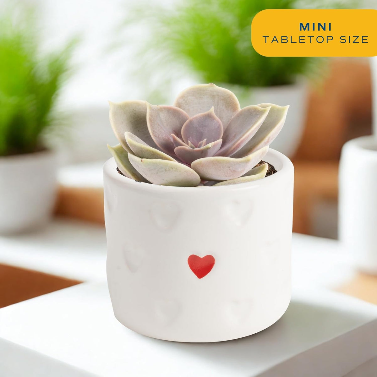 Costa Farms Succulent Plants (Pack of 3), Live Indoor Plant Mini Succulent in Cute Decor Plant Pot