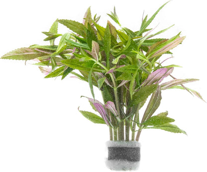 SubstrateSource Live Aquarium Stem Plants - Freshwater Aquatic Plant for Fish Tanks, Aquascaping