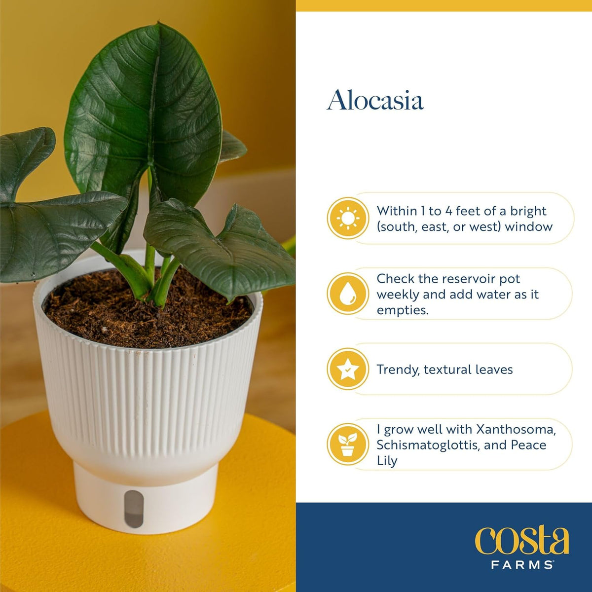 Costa Farms Alocasia Regina Live Plant in Self Watering Pot, Indoor Houseplant, Perfect for Home