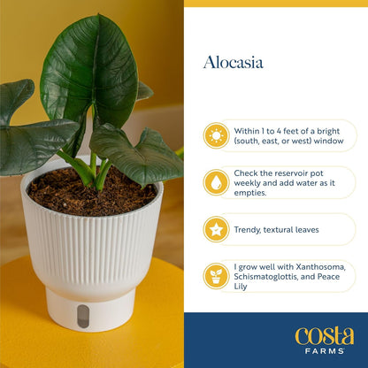 Costa Farms Alocasia Regina Live Plant in Self Watering Pot, Indoor Houseplant, Perfect for Home