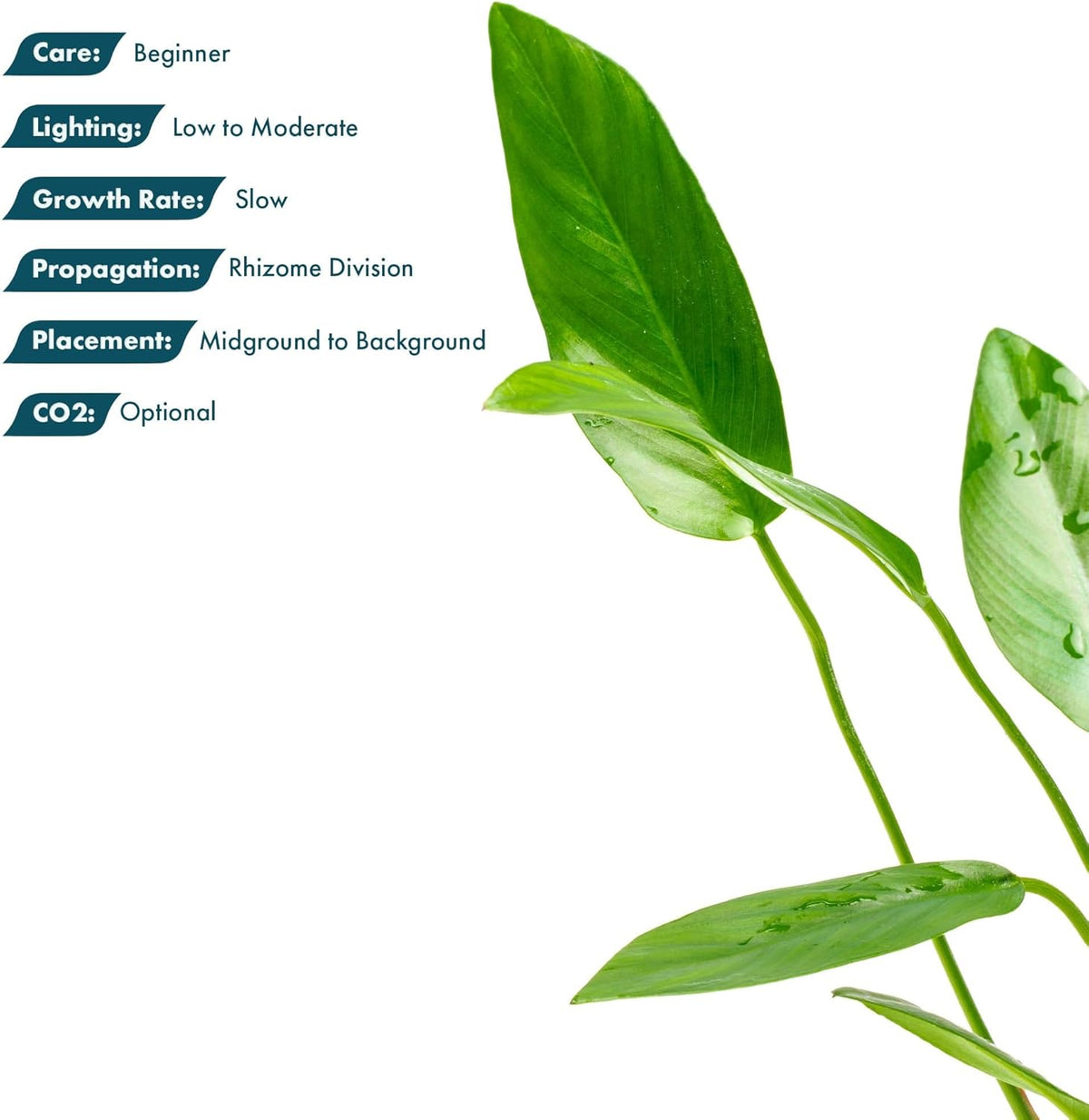 SubstrateSource Live Plants – Anubias Hastifolia (Anubias hastifolia) – Low to Moderate Light