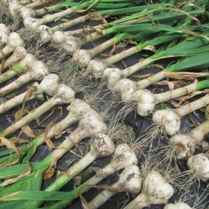 1 Pound Hard Neck Garlic for Planting in Fall, Music Garlic Bulb for Planting, Fresh and High
