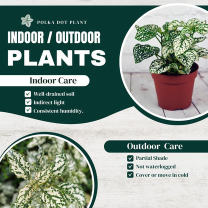 Polka Dot Plant (4-Pack) - Live Houseplants, Small Indoor Plants, Hypoestes White- Colorful