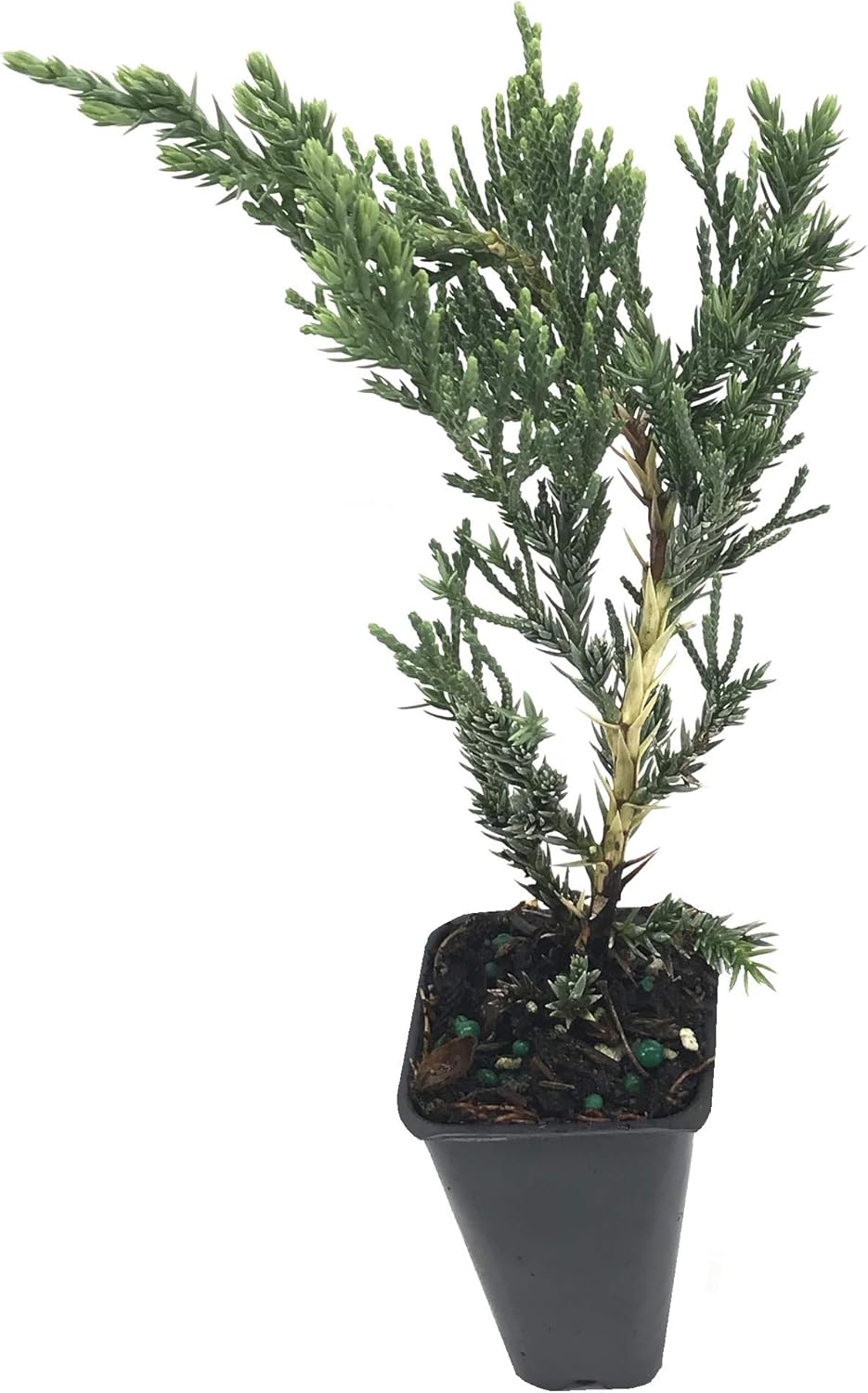 Juniper Parsoni - 10 Live Plants - Juniperus Squamata Expansa Parsons - Drought Tolerant Cold Hardy